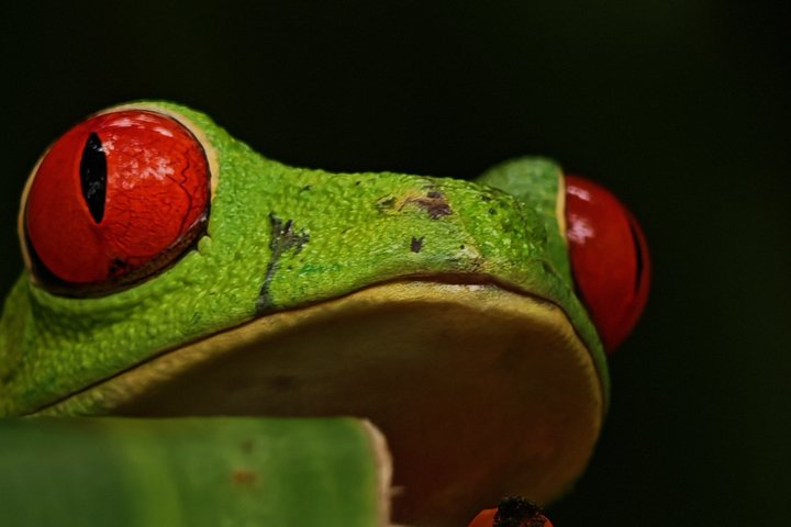 Night Walk- Afterdark Rainforest Experience+ Coffee+ Chocolate - Photo 1 of 16